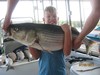 (07/02/2017) - Nice Striped Bass